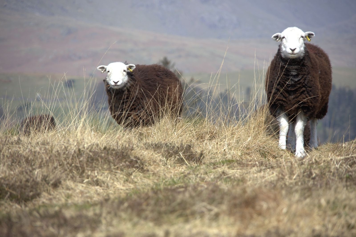 Sheeps Eye - Martin Hamer